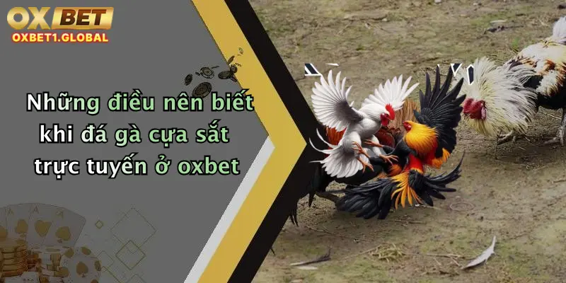 Đá Gà Cựa Sắt: Trải Nghiệm Đỉnh Cao Cá Cược Siêu Hấp Dẫn Tại Oxbet 3 Những điều nên biết khi đá gà cựa sắt trực tuyến ở oxbet