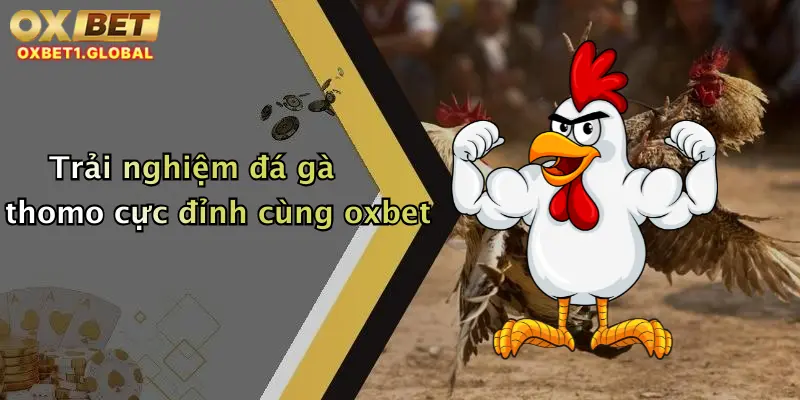 Đá Gà Thomo: Trải Nghiệm Cược Đỉnh Cao Cùng Nhà Cái Oxbet Uy Tín 1 Trải nghiệm đá gà thomo cực đỉnh cùng oxbet